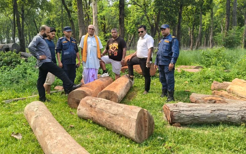 काठ तस्करीविरुद्ध संयुक्त छापा : परसवाबाट सालका गोलिया र फर्निचर प्रयोजनका काठ बरामद